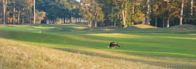 Jones at Sea Trail Golf Resort & Convention Center: #9